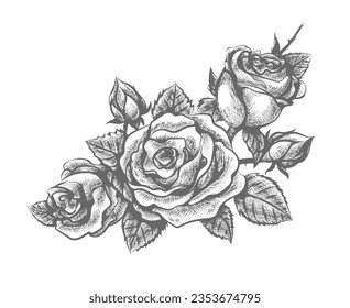 Ornamental engraving rose. Engraved roses blossom, rosy flowers etching shading drawing decoration vintage flourish vector ornament for wedding arrangement tatoos images