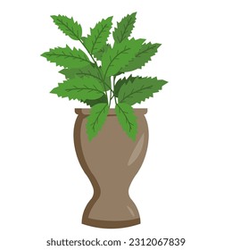 Ornamental Flower Plant Decoration in pots. indoor plant illustration