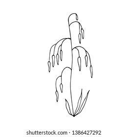 Ornamental grass. Line drawing. Vector illustration.