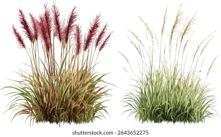 Ornamental grasses collection, Pennisetum alopecuroides with Pennisetum setaceum rubrum, cutout, lush foliage accent, vector illustration, landscape gardening element, natural border plant