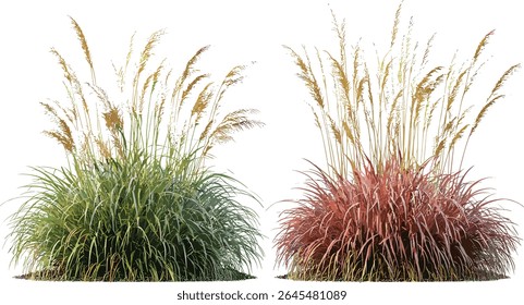 Ornamental grasses Miscanthus sinensis gracillimus and Pennisetum setaceum rubrum cutout, isolated, botanical garden plants, drought tolerant landscaping, vector illustration.