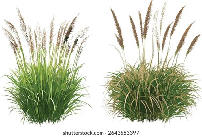 Ornamental grasses Pennisetum orientale and Hilaria mutica isolated tree cutout, vector illustration, landscaping plants, prairie grass, botanical species, sustainable garden design.