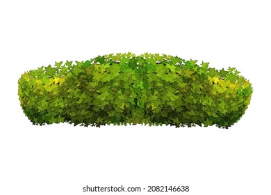 Ornamental green plant in the form of a hedge.Ivy arch.Realistic garden shrub, seasonal bush, boxwood, tree crown bush foliage.