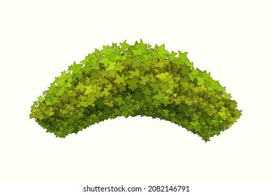 Ornamental green plant in the form of a hedge.Ivy arch.Realistic garden shrub, seasonal bush, boxwood, tree crown bush foliage.