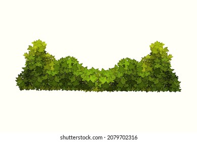 Ornamental green plant in the form of a hedge.Realistic garden shrub, seasonal bush, boxwood, tree crown bush foliage.