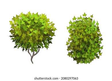 Ornamental green plant in the form of a hedge.Realistic garden shrub, seasonal bush, boxwood, tree crown bush foliage.