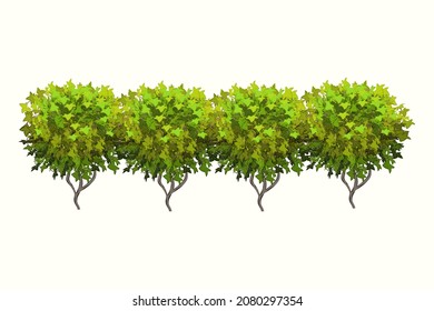 Ornamental green plant in the form of a hedge.Realistic garden shrub, seasonal bush, boxwood, tree crown bush foliage.