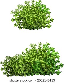 Ornamental green plant in the form of a hedge.Realistic garden shrub, seasonal bush, boxwood, tree crown bush foliage.