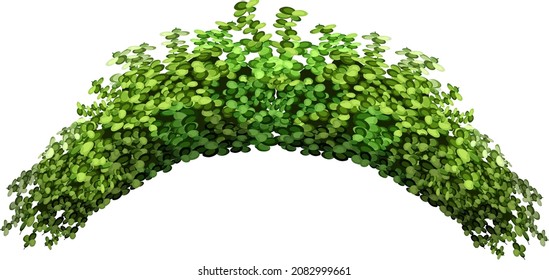 Ornamental green plant in the form of a hedge.Realistic garden  arch,shrub, seasonal bush, boxwood, tree crown bush foliage.