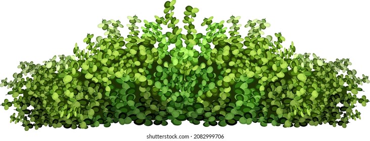 Ornamental green plant in the form of a hedge.Realistic garden shrub, seasonal bush, boxwood, tree crown bush foliage.