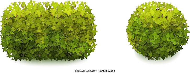 Ornamental green plant in the form of a hedge.Realistic garden shrub, seasonal bush, boxwood, tree crown bush foliage.