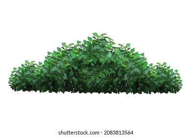 Ornamental green plant in the form of a hedge.Realistic garden shrub, seasonal bush, boxwood, tree crown bush foliage.