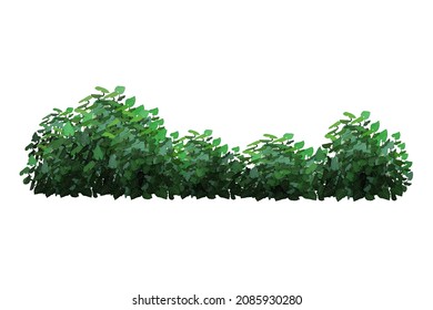 Ornamental green plant in the form of a hedge.Realistic garden  arch,shrub, seasonal bush, boxwood, tree crown bush foliage.