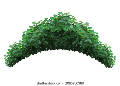Ornamental green plant in the form of a hedge.Realistic garden  arch,shrub, seasonal bush, boxwood, tree crown bush foliage.