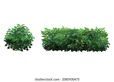Ornamental green plant in the form of a hedge.Realistic garden shrub, seasonal bush, boxwood, tree crown bush foliage.