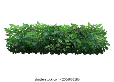 Ornamental Green Plant In The Form Of A Hedge.Realistic Garden Shrub, Seasonal Bush, Boxwood, Tree Crown Bush Foliage.