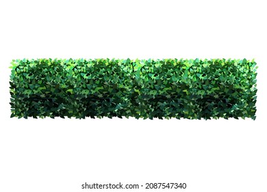 Ornamental green plant in the form of a hedge.Realistic garden shrub, seasonal bush, boxwood, tree crown bush foliage.