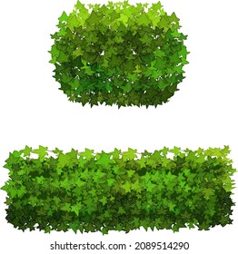 Ornamental green plant in the form of a hedge.Realistic garden shrub, seasonal bush, boxwood, tree crown bush foliage.