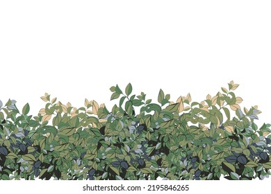 Ornamental green plant in the form of a hedge.Realistic garden shrub, seasonal bush, boxwood, tree crown bush foliage.For decorate of a park, a garden or a green fence.
