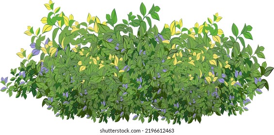 Ornamental green plant in the form of a hedge.Realistic garden shrub, seasonal bush, boxwood, tree crown bush foliage.For decorate of a park, a garden or a green fence.
