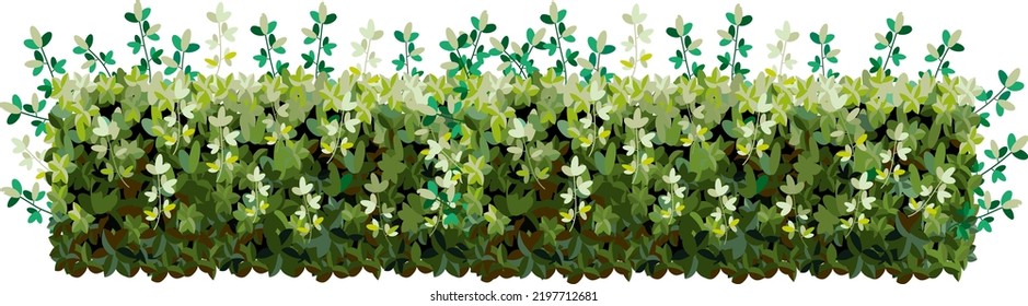 Ornamental green plant in the form of a hedge.Realistic garden shrub, seasonal bush, boxwood, tree crown bush foliage.For decorate of a park, a garden or a green fence.
