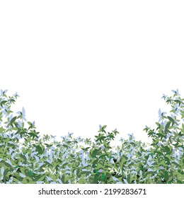 Ornamental green plant in the form of a hedge.Realistic garden shrub, seasonal bush, boxwood, tree crown bush foliage.For decorate of a park, a garden or a green fence.
