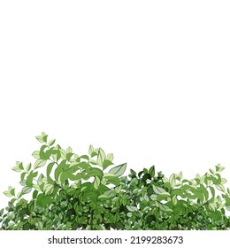Ornamental green plant in the form of a hedge.Realistic garden shrub, seasonal bush, boxwood, tree crown bush foliage.For decorate of a park, a garden or a green fence.
