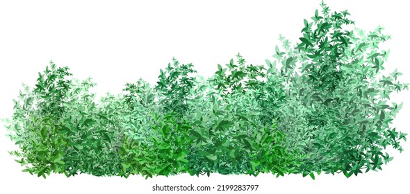 Ornamental green plant in the form of a hedge.Realistic garden shrub, seasonal bush, boxwood, tree crown bush foliage.For decorate of a park, a garden or a green fence.
