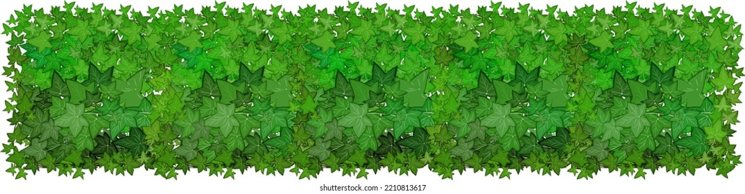  Ornamental green plant in the form of a hedge.Realistic garden shrub, seasonal bush, boxwood, tree crown bush foliage.For decorate of a park, a garden or a green fence.
