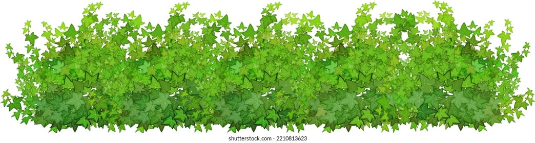  Ornamental green plant in the form of a hedge.Realistic garden shrub, seasonal bush, boxwood, tree crown bush foliage.For decorate of a park, a garden or a green fence.
