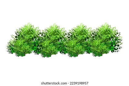 Ornamental green plant in the form of a hedge.Realistic garden shrub, seasonal bush, boxwood, tree crown bush foliage.For decorate of a park, a garden or a green fence.
