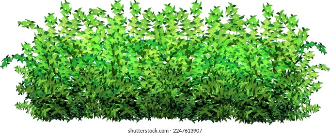 Ornamental green plant in the form of a hedge.Realistic garden shrub, seasonal bush, boxwood, tree crown bush foliage.For decorate of a park, a garden or a green fence.
