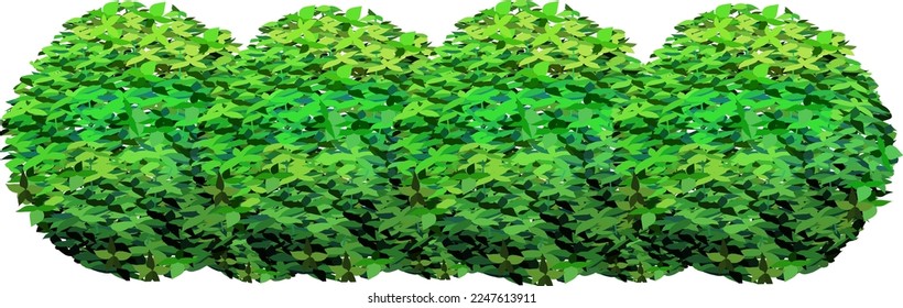 Ornamental green plant in the form of a hedge.Realistic garden shrub, seasonal bush, boxwood, tree crown bush foliage.For decorate of a park, a garden or a green fence.
