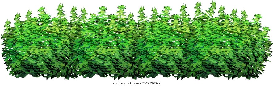 Ornamental green plant in the form of a hedge.Realistic garden shrub, seasonal bush, boxwood, tree crown bush foliage.For decorate of a park, a garden or a green fence.
