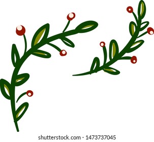 An ornamental holly berry plant, vector, color drawing or illustration.