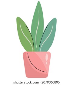 Ornamental houseplant in a pink pot. Adult sansevier or other succulent, leaves are large. Isolated vector illustrations for decorating postcards, interior templates. Flat style, delicate shades.