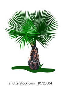 Ornamental Palm vector is hand drawn original artwork.