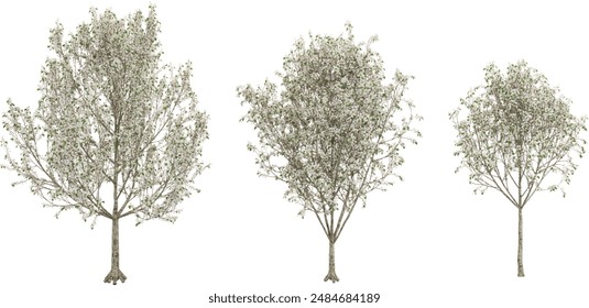 Ornamental pear trees isolated on white background, tropical trees isolated used for architecture