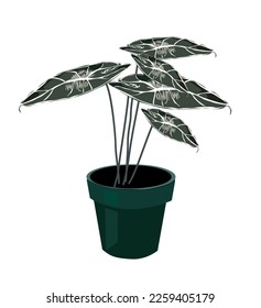 Ornamental plant Alocasia reginula. Indoor plant vector illustration