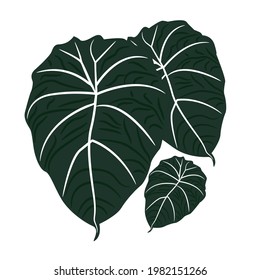 ornamental plant Alocasia reginula vector