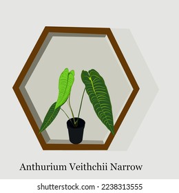 Ornamental Plant Anthurium Veithchii Narrow Vector Illustration Design