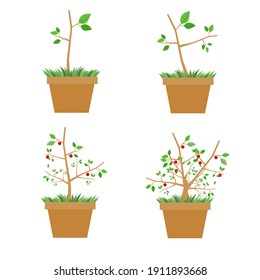 Zierpflanze mit schönen Blättern und roten Früchten in mehreren Modellen in einem Topf. Flache Vektordesign-Illustration