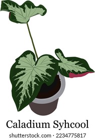 Ornamental Plant Caladium Syhcool Vector Illustration