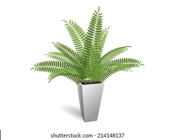 Fern Plant Hd Stock Images Shutterstock