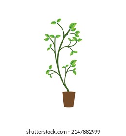 ornamental plant icon.vector illustration beautiful design.