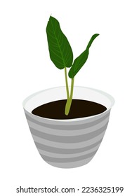 Ornamental plant Philodendron Subhastatum vector illustration