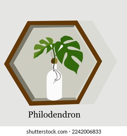 Ornamental Plant Philodendron Vector Illustration Design