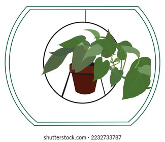 ornamental plant pilea peperomioides vector design