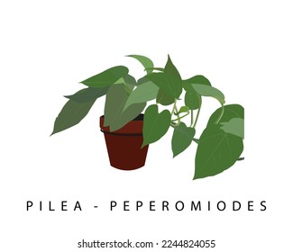 ornamental plant pilea peperomioides vector design 3