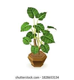 Ornamental plant in a pot for an interior. Isolated vector illustration